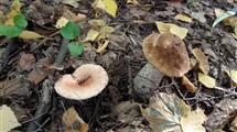 Два гриба по соседству, белый и волнушка