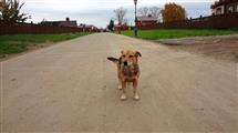 Собачка на улицах остров-града Свияжск